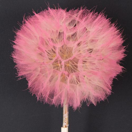 Artikel Trockenblumen Riesen Pusteblume Deko Edles Wohnaccessoire 12cm 4St