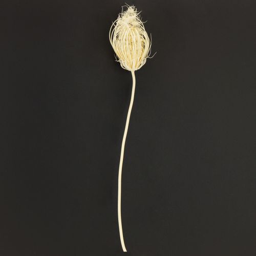Artikel Trockenblumen Creme Fenchel Gebleicht 45cm Bund 10 St