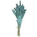 Floristik24 Trockenblumen, Setaria Pumila, Borstenhirse Blau 65cm 200g