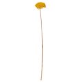 Trockenblumen Achillea Gelb, Schafgarbe, ca. 45–60 cm, 1 kg | Floristik24.ch