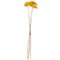 Trockenblumen Achillea Gelb,