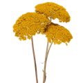 Trockenblumen Achillea Gelb,