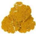 Trockenblumen Achillea Gelb,