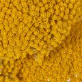 Trockenblumen Achillea Gelb,