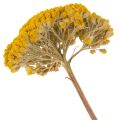 Trockenblumen Achillea Gelb,
