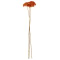 Achillea Orange Trockenblumen Schafgarbe 45-60 cm 1 kg | Floristik24.ch