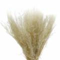 Floristik24 Trockengras Agrostis gebleicht 40g