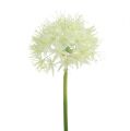 Floristik24 Allium Cremeweiß L76cm