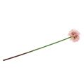 Floristik24 Allium künstlich Rosa 51cm