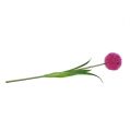 Floristik24 Allium 68cm Pink-Lila