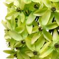 Floristik24 Zierlauch Allium, Seidenblume, künstlicher Kugellauch Grün Ø20cm L72cm