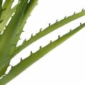 Floristik24 Aloe Vera künstlich Grün 26cm