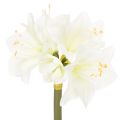 Floristik24 Künstliche Amaryllis Weiss mit Stiel 50cm für Advent und Weihnachten