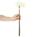 Künstliche Amaryllis Weiss mit Stiel 50cm für Advent und Weihnachten | Floristik24.ch