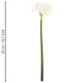 Künstliche Amaryllis Weiss mit Stiel 50cm für Advent und Weihnachten | Floristik24.ch