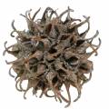 Amberbaum Zapfen Natur weiß gewaschen 250g | Floristik24.ch
