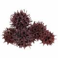 Floristik24 Amberbaum Zapfen Rot gefrostet 250g