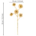 Künstlicher Zweig Amberfrucht Gold 26 cm Bund mit 6 Stück | Floristik24.ch
