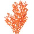 Floristik24 Trockenblumen Asparagus-Zweig gefärbt orange 65cm 80g