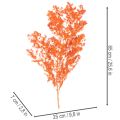 Trockenblumen Asparagus-Zweig gefärbt orange 65cm 80g | Floristik24.ch