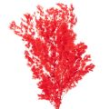 Floristik24 Getrockneter Asparagus Bund Rot 65 cm 80 g für floristische Dekoration
