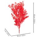 Getrockneter Asparagus Bund Rot 65 cm 80 g für floristische Dekoration | Floristik24.ch