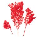 Getrockneter Asparagus Bund Rot 65 cm 80 g für floristische Dekoration | Floristik24.ch