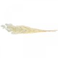 Asparagus Trockendeko Weiß Getrocknetes Ziergras 100g