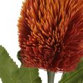 Floristik24 Kunstblume Banksia Orange Herbstdeko Trauerfloristik 64cm