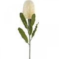 Floristik24 Kunstblume Banksia Weiß Creme Künstliche Exoten 64cm