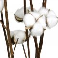 Baumwollzweig, Baumwolle Dekozweig, Echte Baumwolle L80cm 5 St | Floristik24.ch