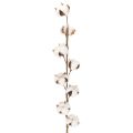 Floristik24 Künstlicher Baumwollzweig mit 8 echten Blüten, 78 cm, Braun-Weiss