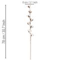 Künstlicher Baumwollzweig mit 8 echten Blüten, 78 cm, Braun-Weiss | Floristik24.ch