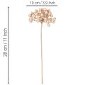 Künstliche Beerenzweige Champagnerfarben 28 cm 3er-Set für Dekoration | Floristik24.ch