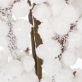 Künstlicher Winterzweig mit Zapfen und Beeren Weiss 60 cm | Floristik24.ch