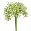 Floristik24 Allium künstlich Weiß 55cm