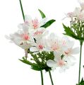 Floristik24 Blütenzweig Weiß L70cm