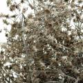 Floristik24 Trockenfloristik Wildblumenzweig Weiß gewaschen 60cm 100g