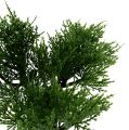 Floristik24 Bonsai Baum im Topf H20cm