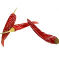 Chilis rot kurz Chili 250g | Floristik24.ch