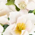 Künstlicher Christrosen-Bund 35cm Rosa-Weiss Kunststoff 6-Stück | Floristik24.ch