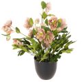 Floristik24 Helleborus künstliche Topfpflanze Christrose 50 cm Rosa-Grün