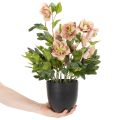 Helleborus künstliche Topfpflanze Christrose 50 cm Rosa-Grün | Floristik24.ch