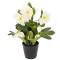 Floristik24 Christrose im schwarzen Topf 34 cm künstlich Weiss