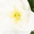 Kunstblume Christrose weiss