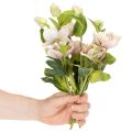Christrose künstlich 30 cm Bund mit 4 Stielen in Rosa-Grün | Floristik24.ch