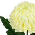 Floristik24 Chrysantheme Creme künstlich Ø7cm L18cm