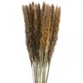 Floristik24 Trockengräser Pampasgras Natur Bund 80cm 100g
