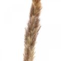Trockengräser Pampasgras Natur Bund 80cm 100g | Floristik24.ch
