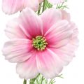 Floristik24 Cosmea künstlich Pink 77cm 3St